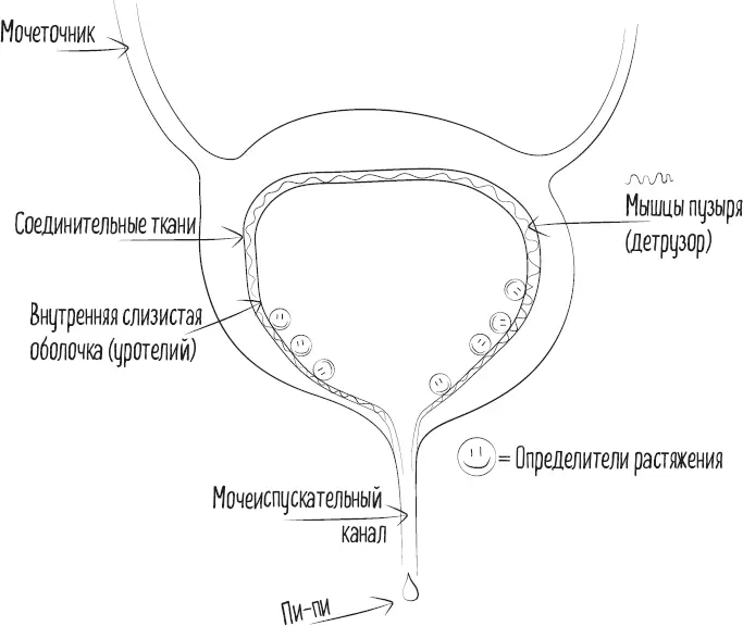 Мочеиспускательный канал горка по которой урина катится в мир Опорожнение - фото 6