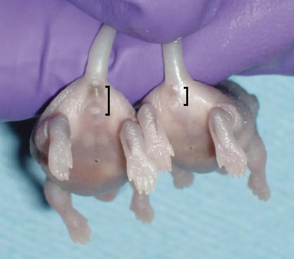 Figure 58 Sex differentiation of neonatal PND1 mice using anogenital - фото 27