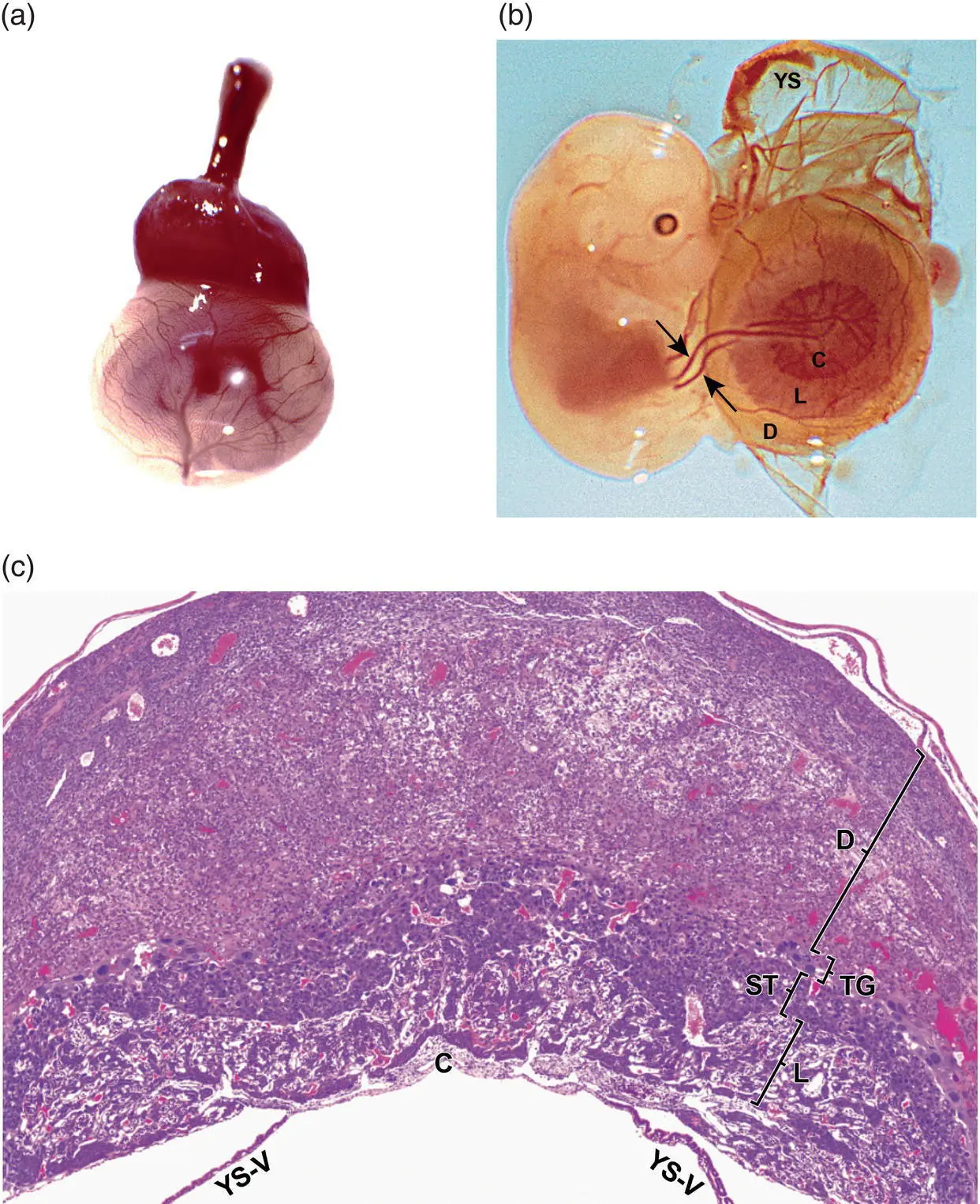 Figure 54 The definitive placenta forms fully by GD125 Panel a appearing - фото 23