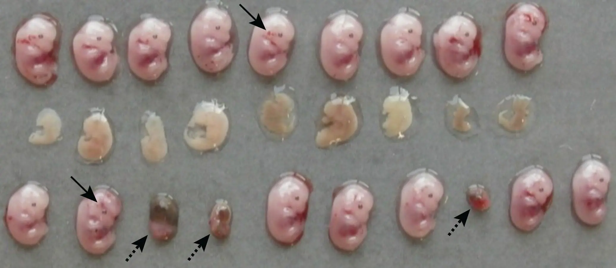 Figure 515 Comparison of variable lesion progression in three litters of - фото 34