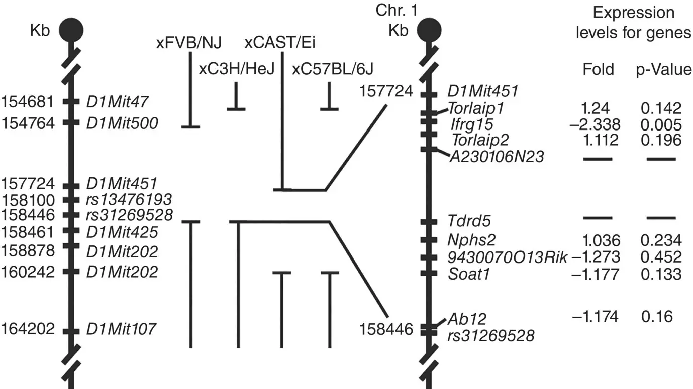 Figure 36 Crossing AKRJ mice with more than one inbred strain to map the - фото 12