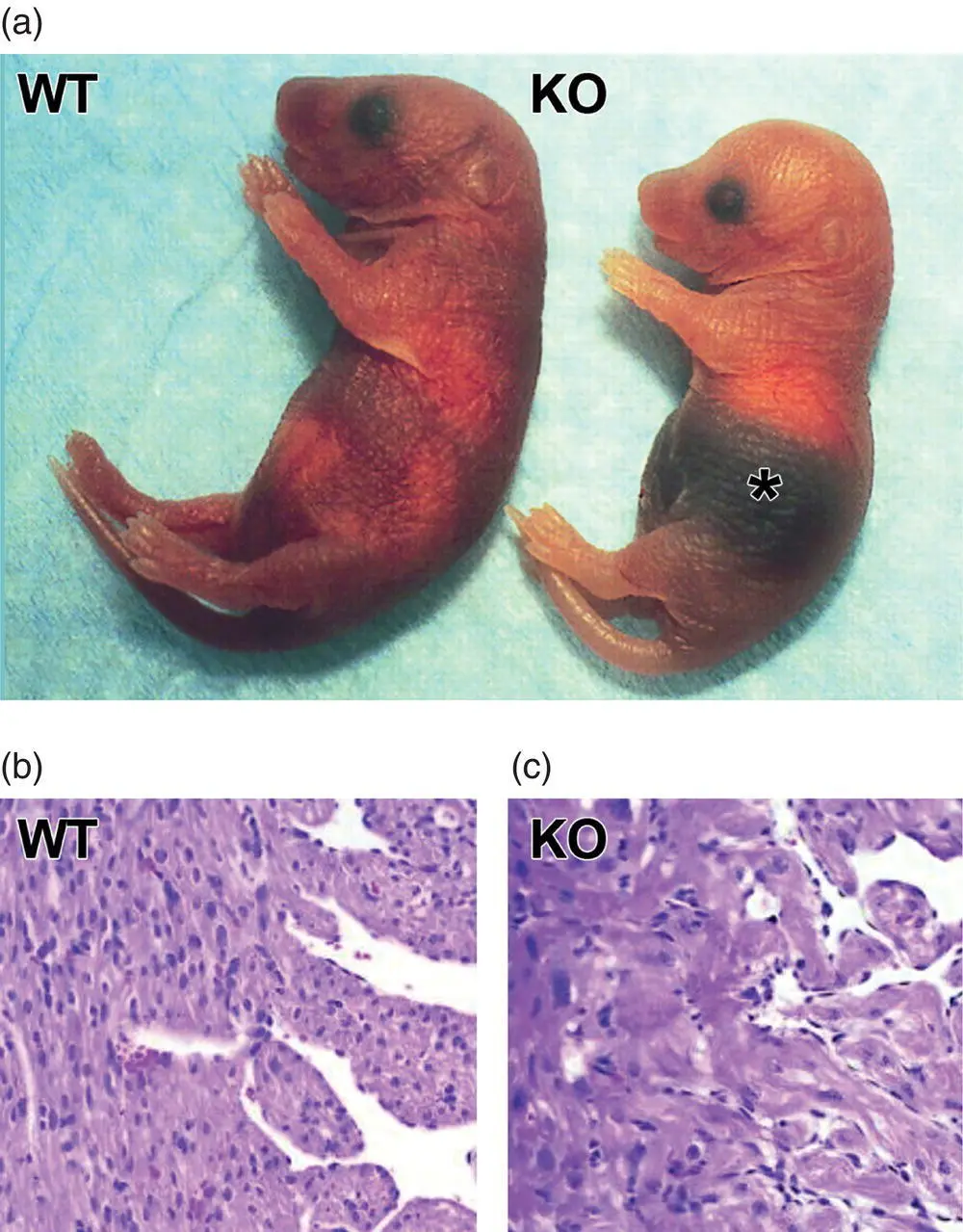 Figure 516 Developmental phenotypes resulting from circulatory disturbances - фото 35