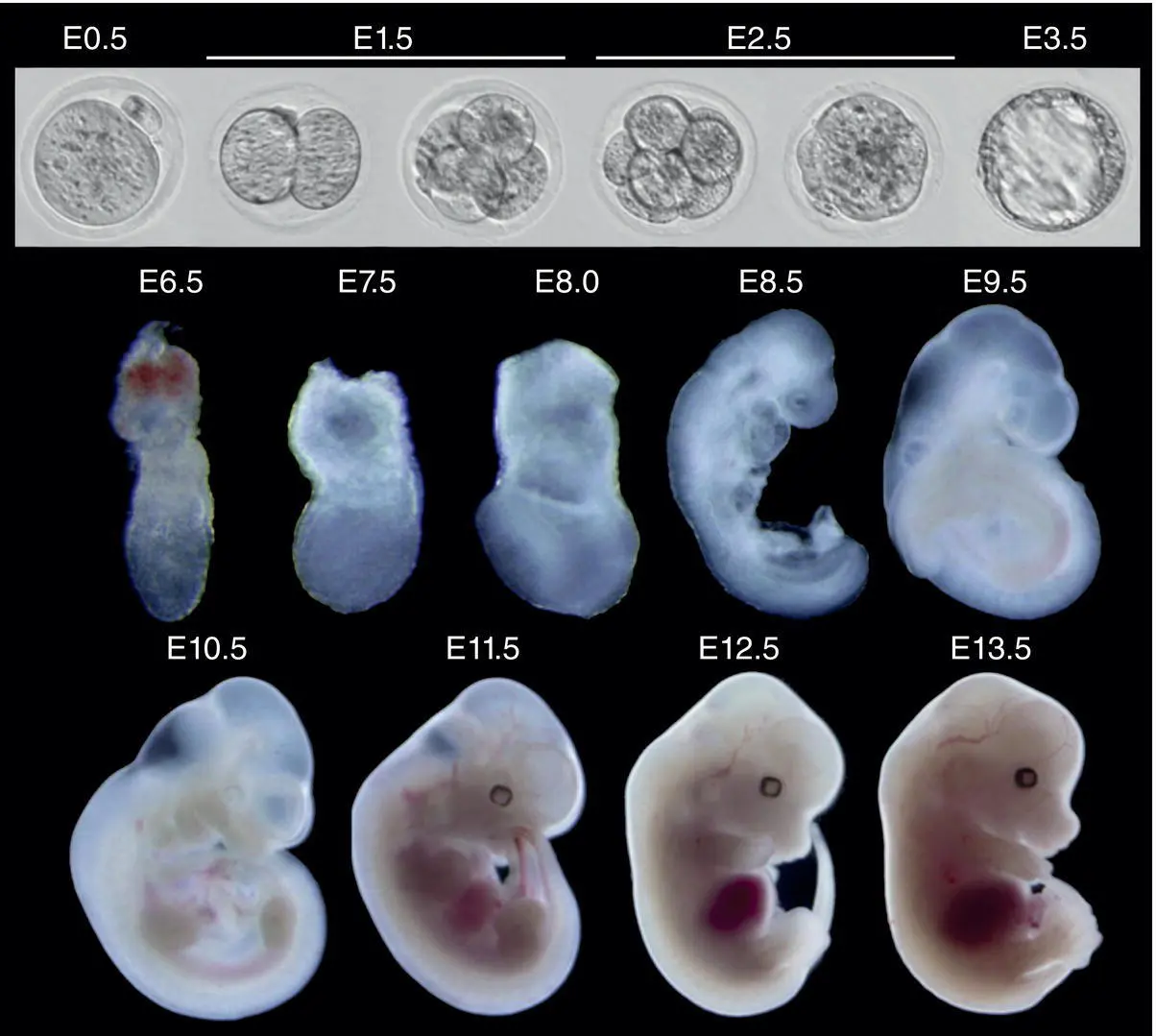Figure 51 Composite image of embryonic mouse developmental stages from just - фото 20