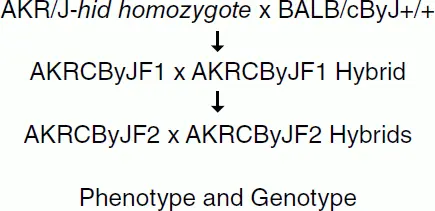 Figure 35 Setting up a mapping cross using F1 and F2 hybrids Backcrossing an - фото 11