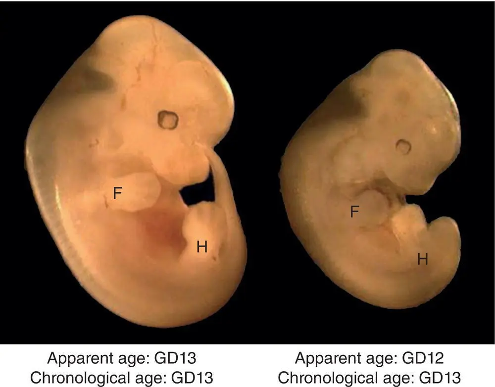 Figure 52 Mouse embryo littermates with a shared chronological age at - фото 21