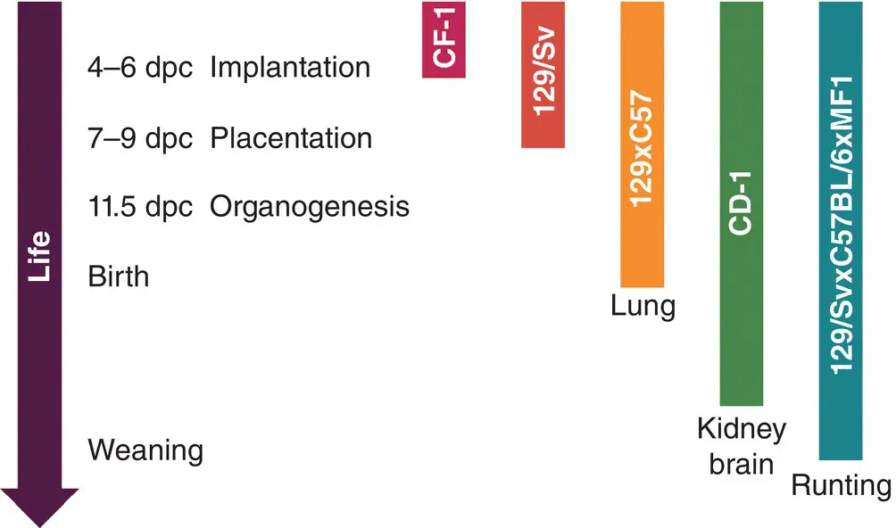 Figure 43 Effect of strain on phenotype for a single gene mutation A classic - фото 16