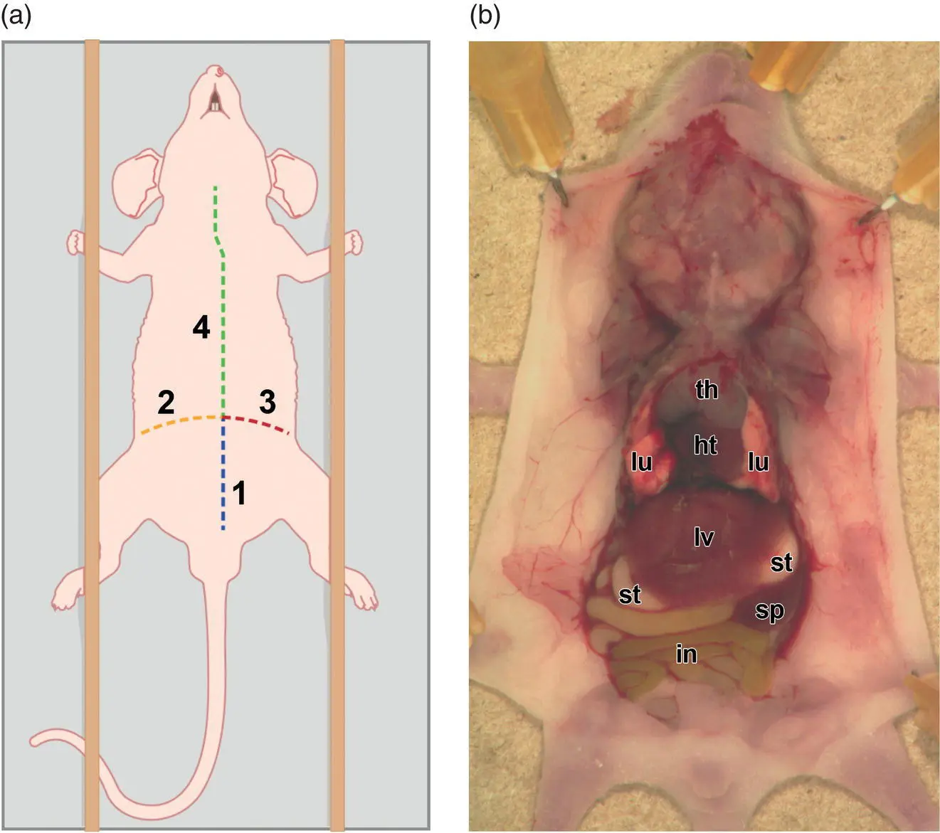 Figure 59 Schematic diagram showing necropsy approach for neonatal and - фото 28