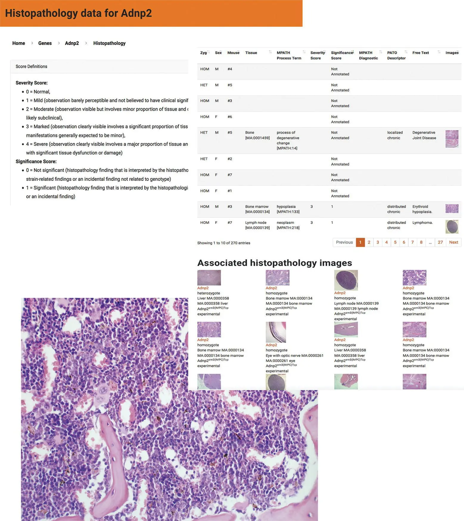 Figure 24 The histopathology browser for the IMPC database Data can be - фото 6