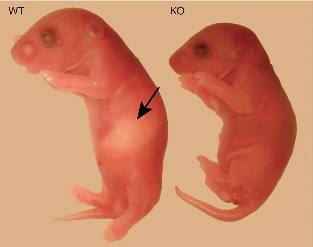 Figure 518 A common cause of neonatal lethality is inability to suckle which - фото 37