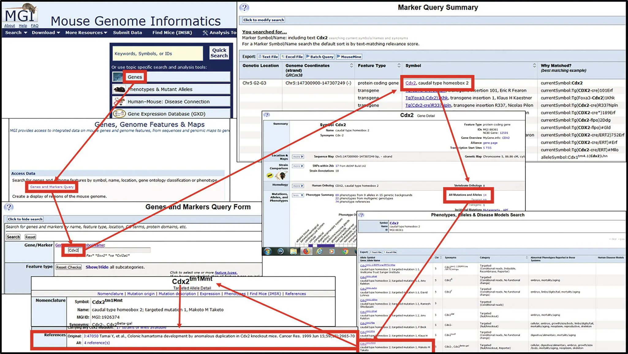 Figure 32 Finding the gene and allele symbol on Mouse Genome InformaticsOne - фото 8