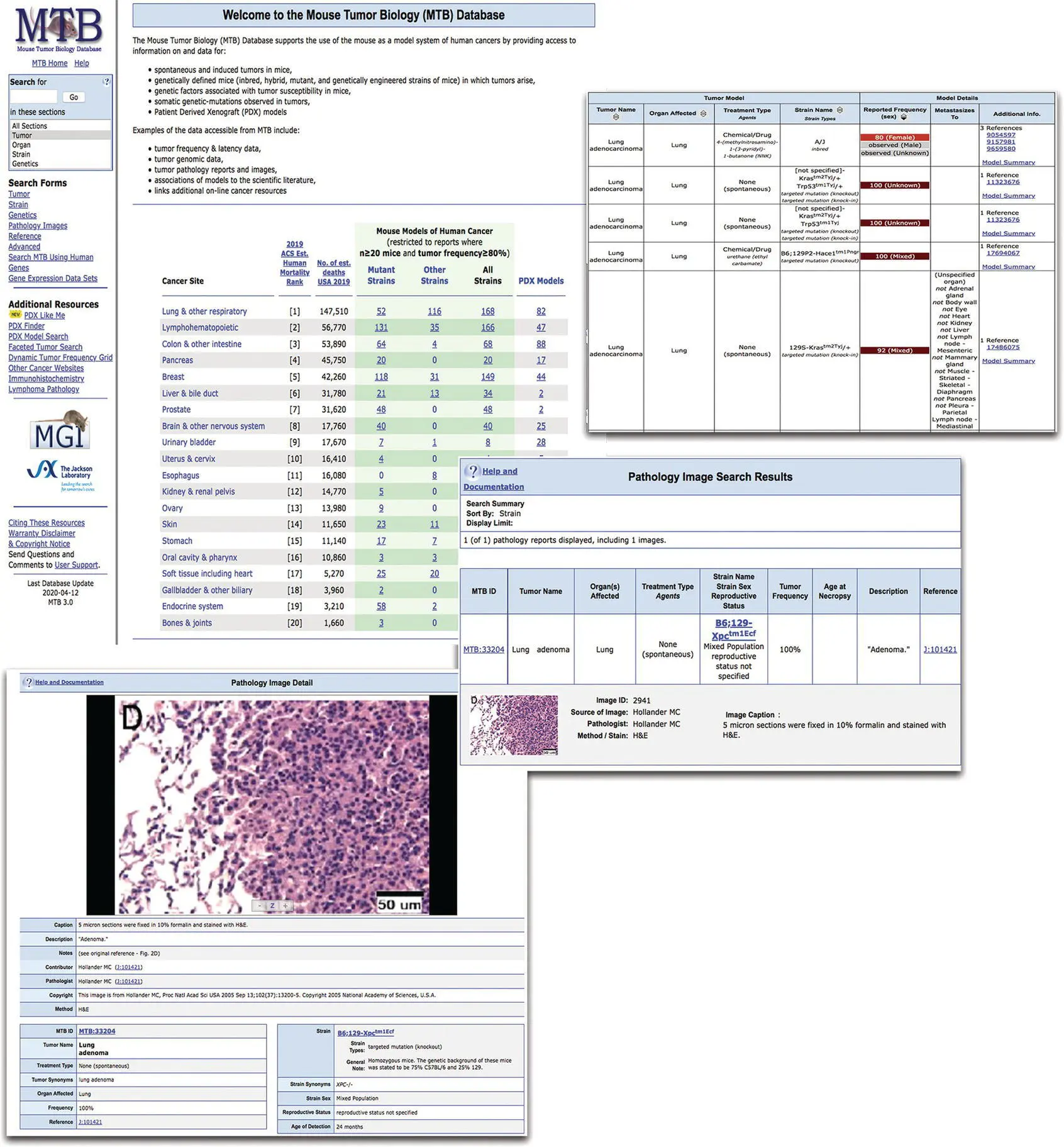 Figure 22 The Mouse Models of Human Cancer Database MMHC formerly Mouse - фото 4