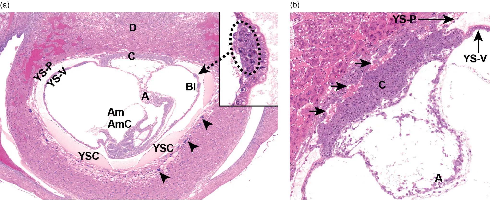 Figure 53 The early placenta shown here at GD85 consists chiefly of - фото 22