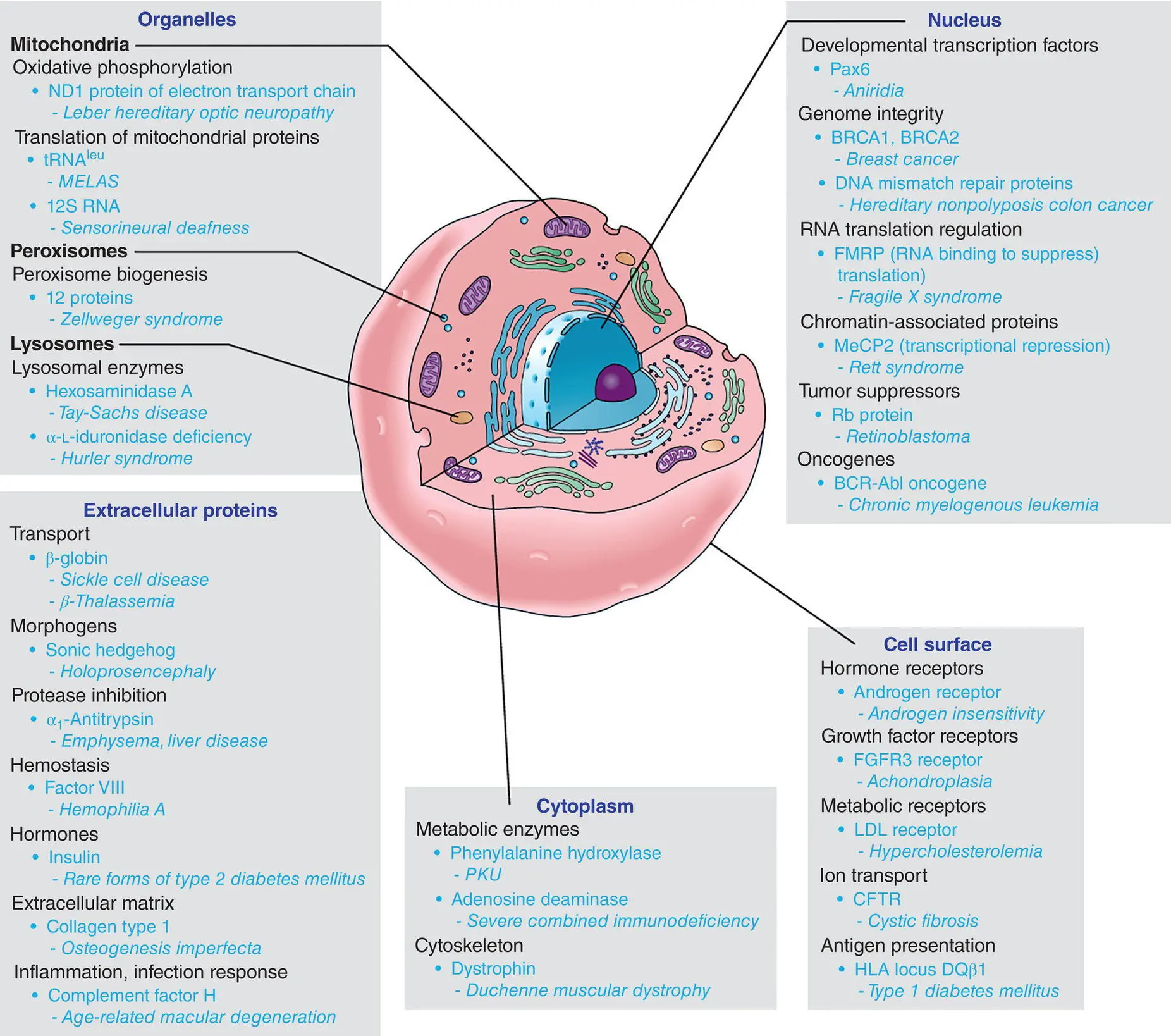Figure 11 Classes of proteins associated with human genetic diseases Source - фото 2