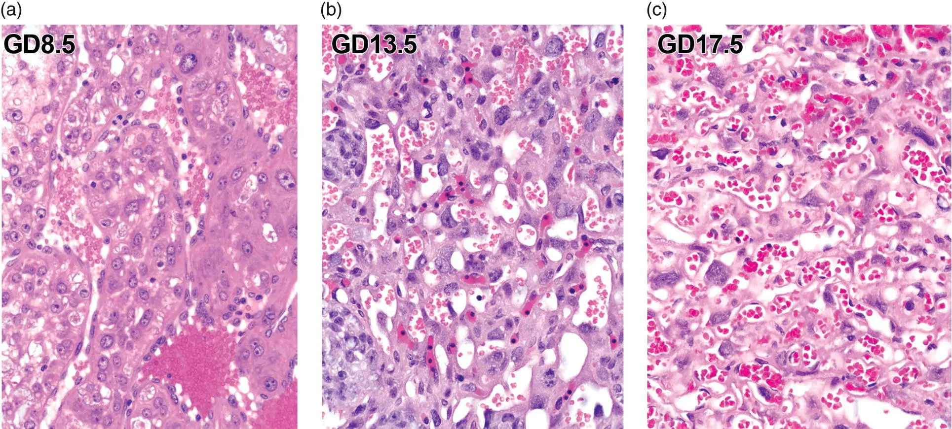 Figure 55 The labyrinth of the placenta shown here for wildtype CD1 mice - фото 24