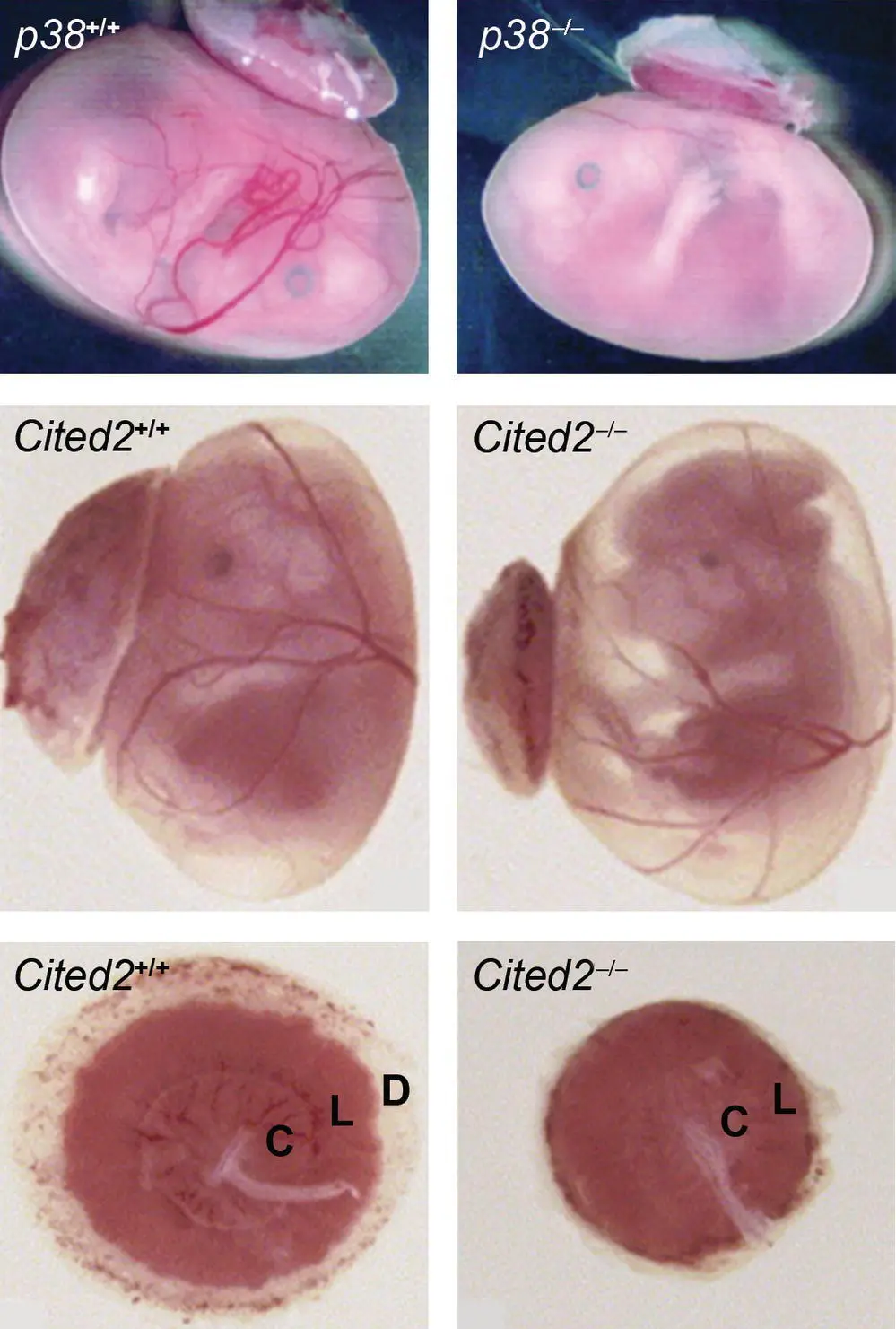 Figure 521 Placental dysfunction relative to wildtype littermates left - фото 40