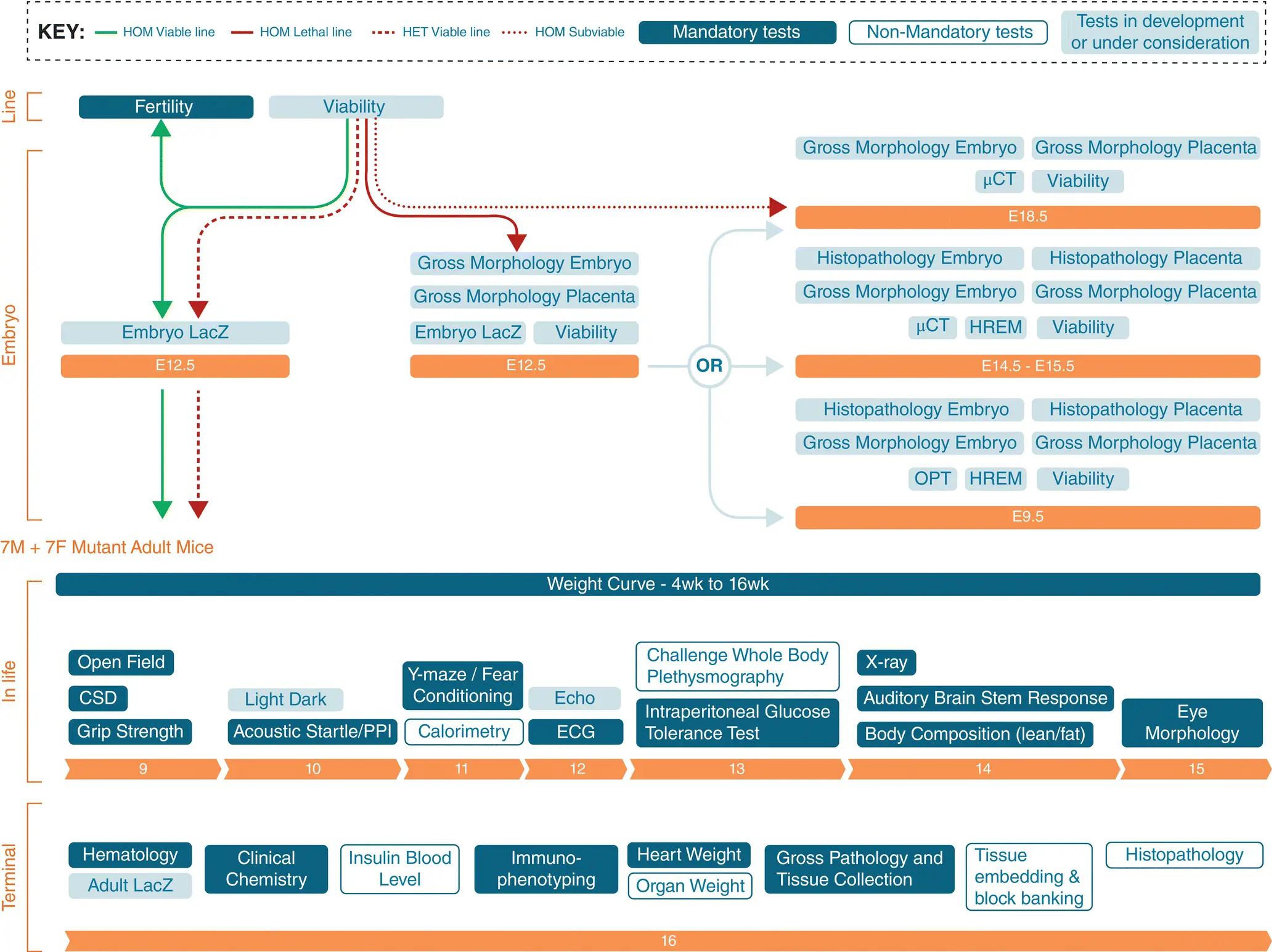 Figure 23 IMPC phenotyping pipelines for adult mice 17 weeks and embryos - фото 5