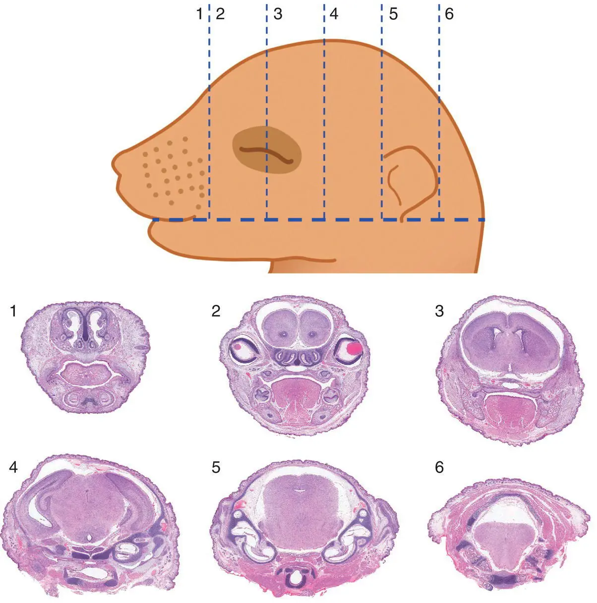 Figure 511 Sectioning Wilsons technique to allow macroscopic evaluation of - фото 30