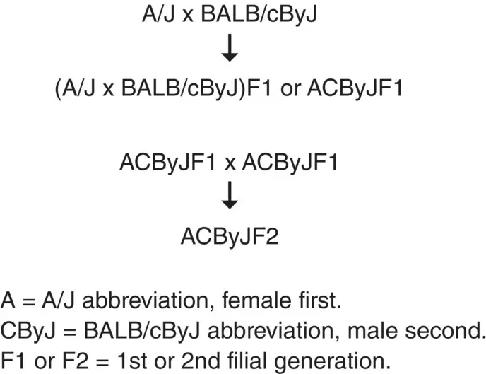 Figure 34 Nomenclature for hybrid stocks Table 35 Examples of inbred strain - фото 10