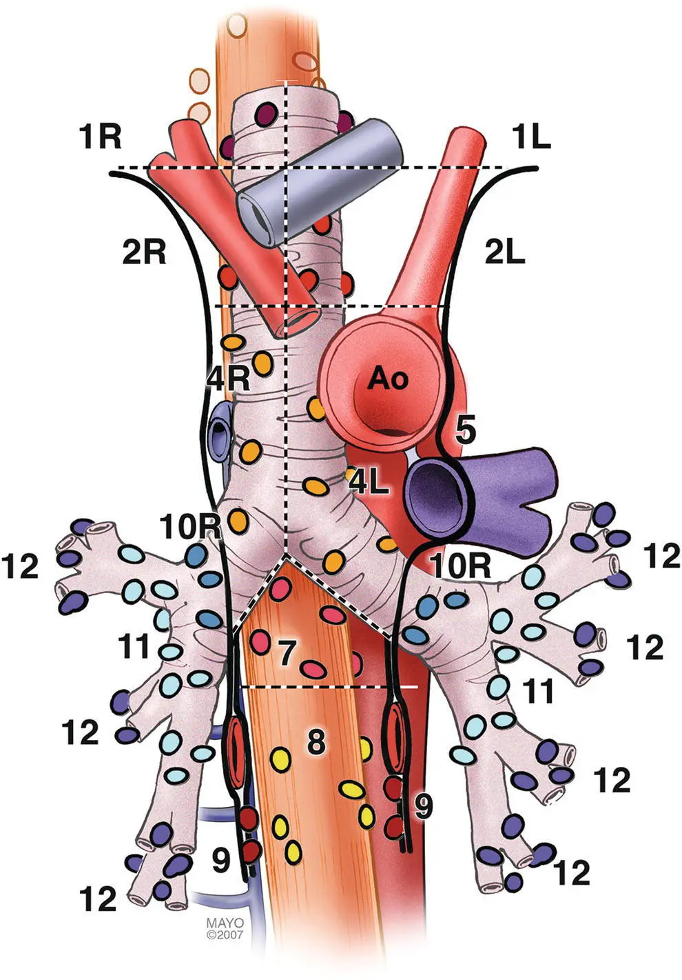 Figure 31 Mediastinal lymph node stations Endoscopic ultrasound technique - фото 29