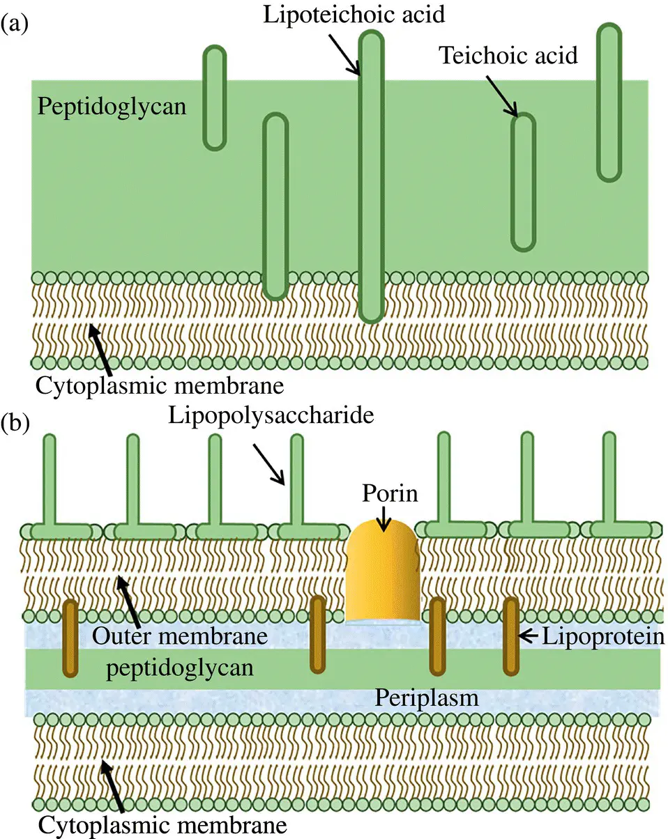 Figure 13 Bacterial cell wall structure of a Grampositive bacteria b - фото 4