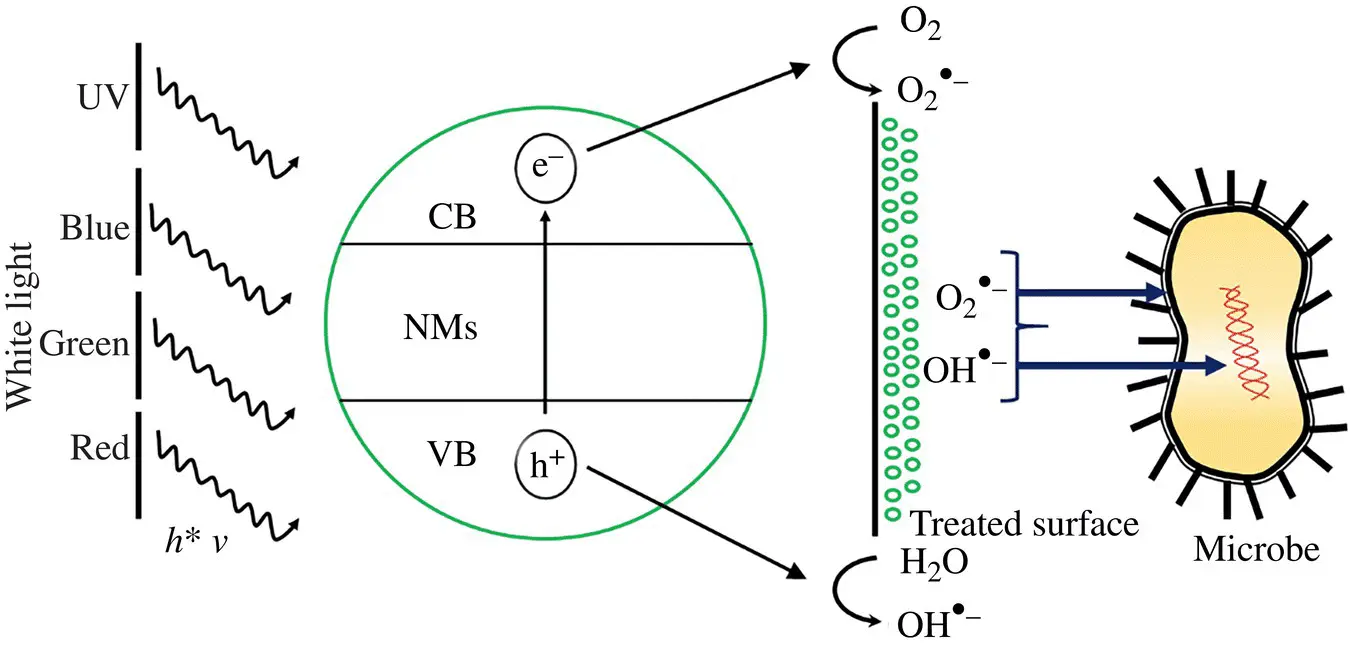 Figure 12 Schematic representation of photoactivated ROS generation and - фото 3