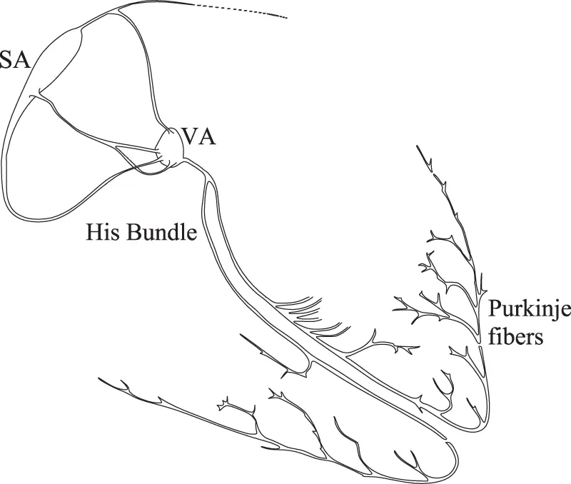 Figure 11 Electric conduction of the heart The Bundle of His which departs - фото 2