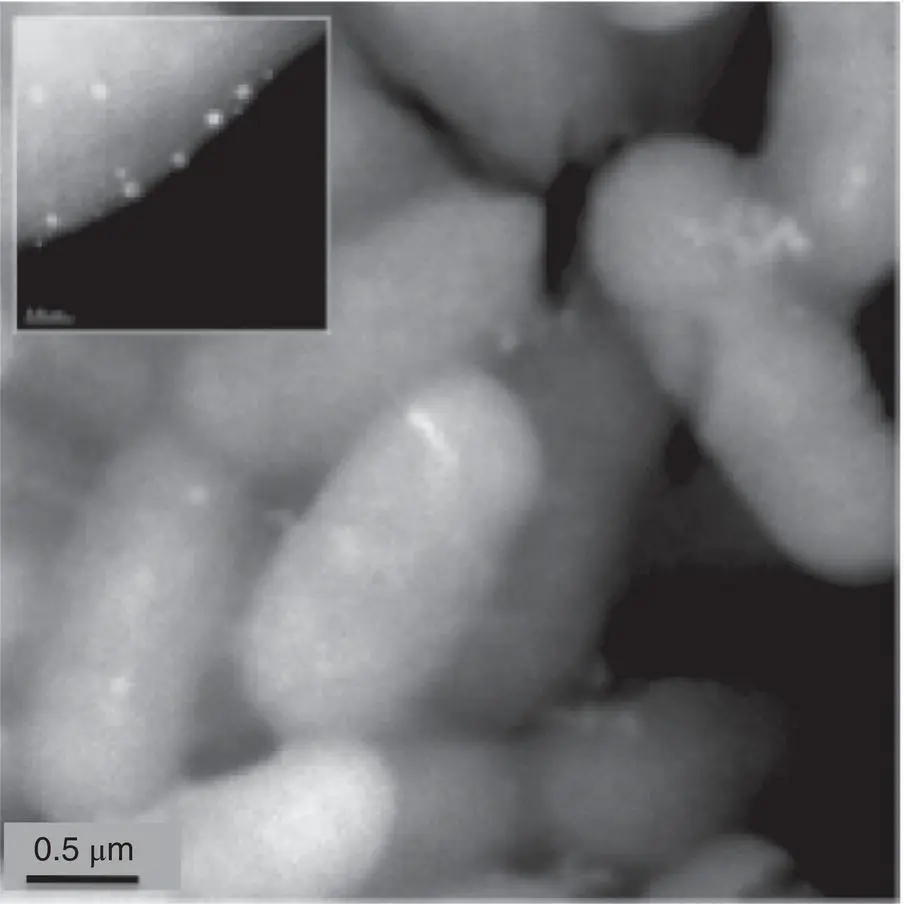 Figure 116 Silver nanoparticles attacking bacteria Electron microscope image - фото 24