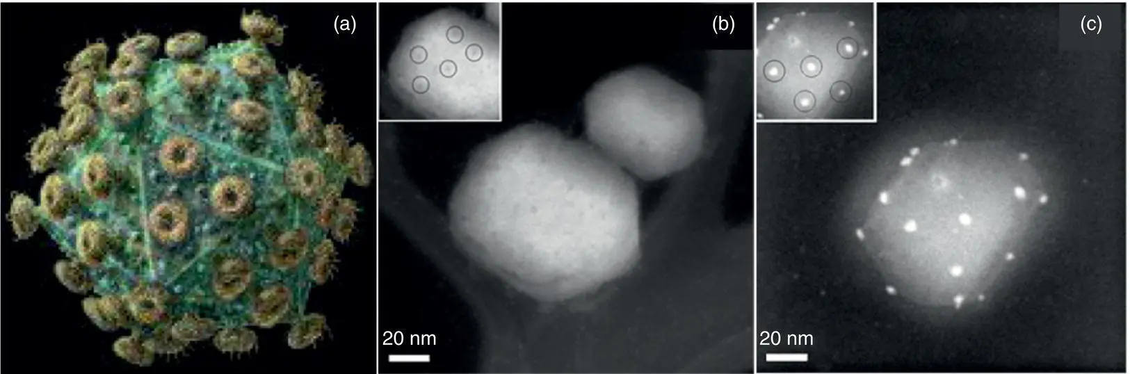 Figure 117 Silver nanoparticles attached to HIV1a Computergenerated image - фото 25