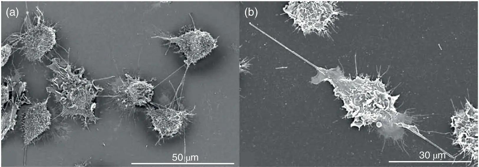 Figure 26 Frustrated phagocytosisScanning electron microscopy image of - фото 32