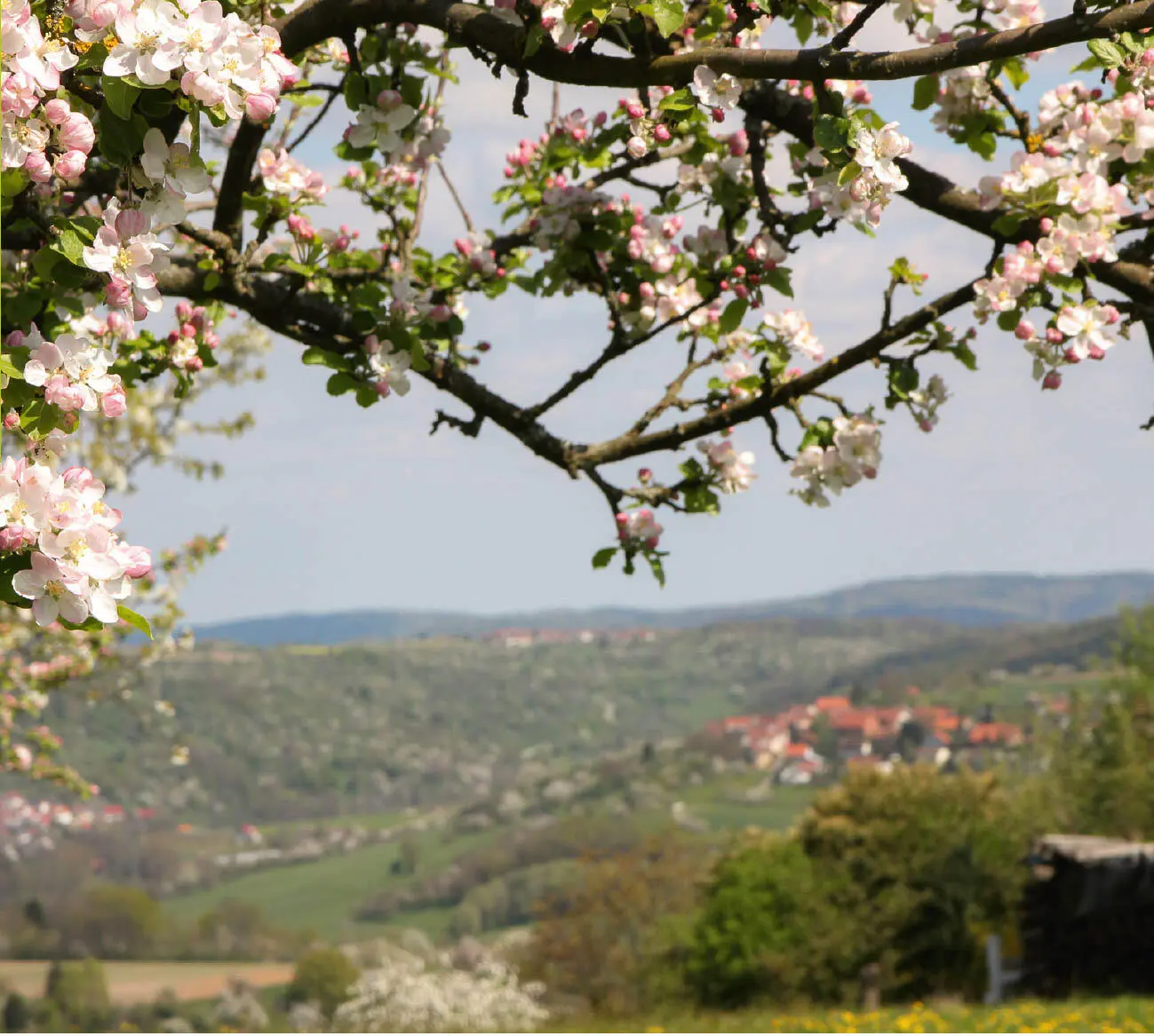 Ländlich ist es in den Berglen Es gibt viel Landwirtschaft deren Produkte in - фото 10