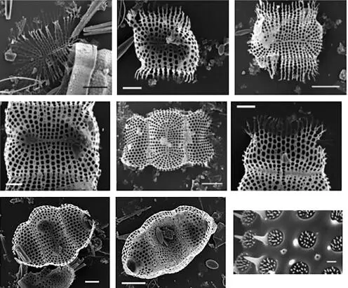 Figure 25Three stages of valve formation as defined in 2125 in Biddulphia - фото 53