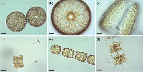 Figure 11Living diatoms as observed under LM brightfield a Two living - фото 5
