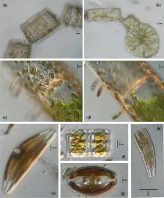 Figure 12Live centric a b and pennate ch diatoms a b Pleurosira - фото 6
