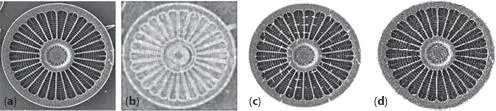 Figure 26ProvBay512lx450 Arachnoidiscus ehrenbergii a Original scanning - фото 91