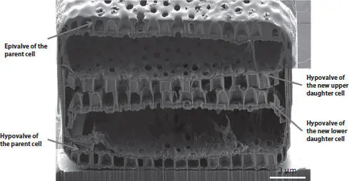 Figure 16A crosssection at the center of Coscinodiscus sp cell collected and - фото 10