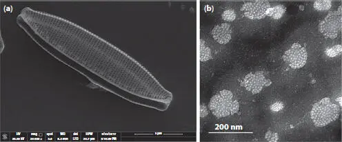 Figure 15a SEM of a single cleaned partially open frustule two overlapping - фото 9