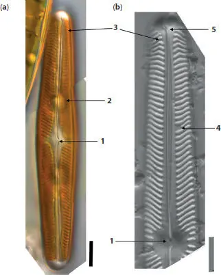 Figure 13Specific diatom morphology gleaned from images with whole and partial - фото 7