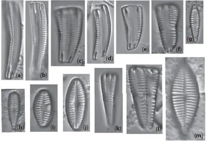 Figure 14Cleaned diatoms in valve g hj mr u v and girdle views af - фото 8