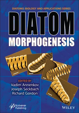 Неизвестный Автор Diatom Morphogenesis обложка книги