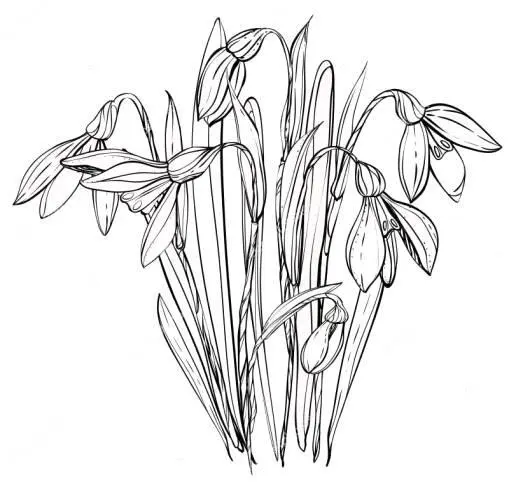 httpsrudepositphotoscom145072257stockillustrationsnowdropscoloring - фото 6