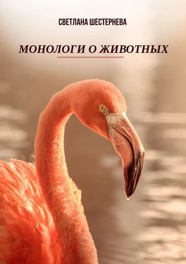 Светлана Шестернева Монологи о животных обложка книги
