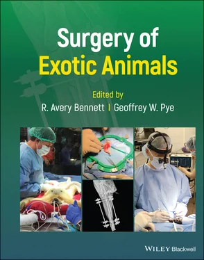 Неизвестный Автор Surgery of Exotic Animals обложка книги