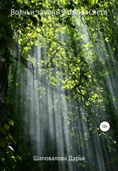Дарья Шаповалова - Волчьи законы Хозяйки леса