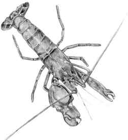 La gambeta de pinces grosses Alpheus heterochaelis té una pinça més grossa - фото 7
