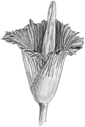 Lamorfofallus gegant Amorphophallus titanum té unes glàndules especials - фото 8