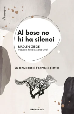 Madlen Ziege Al bosc no hi ha silenci обложка книги