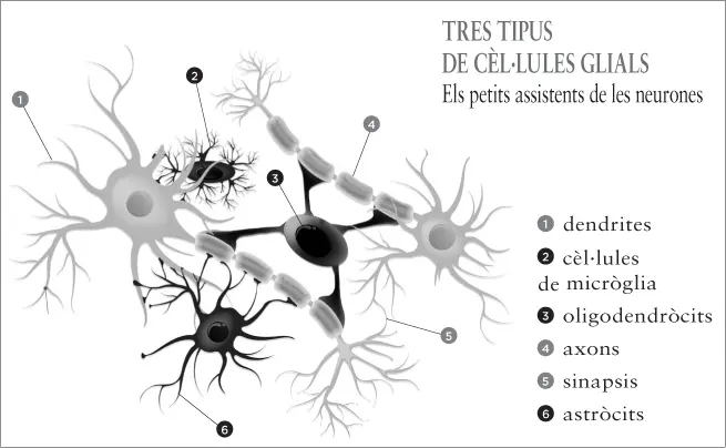 Moltes fonts sostenen que les cèllules de neuròglia són entre cinc i deu - фото 19