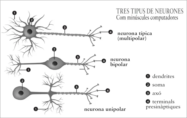 Al cervell de l Homo sapiens el nombre daquestes sinapsis és enorme La - фото 5