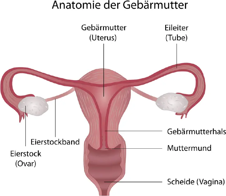 Abb 2 Anatomie der Gebärmutter Quelle Adobe Stock Zurück zur Prämenopause - фото 10