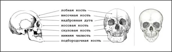 Череп Выпуклости черепалобная подбородочная две скуловые надбровные дуги - фото 1